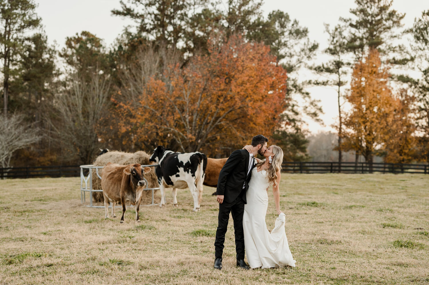 bride and groom kissing with cows in the background at Cherry Hollow Farm, a wedding venue in Georgia